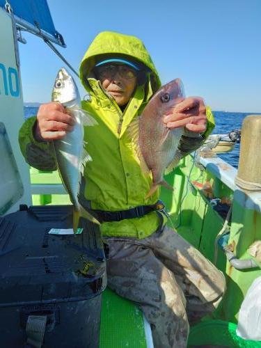 マダイ・アジ(マアジ)