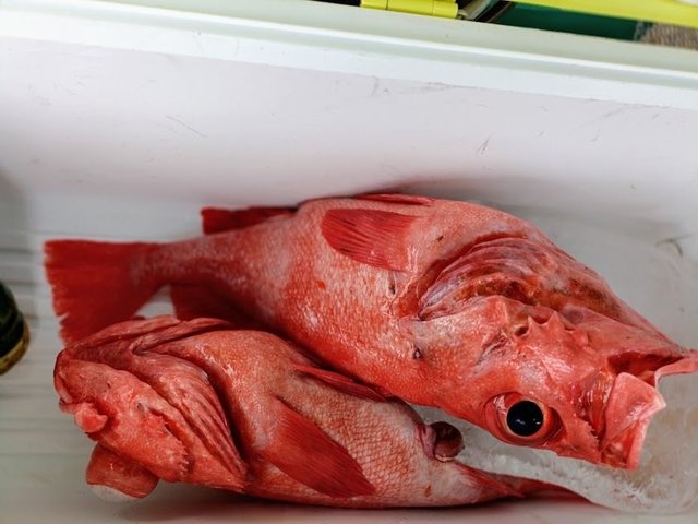 アコウ(アコウダイ)