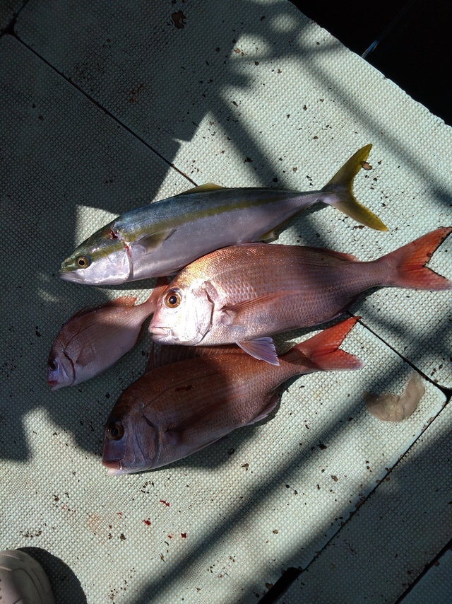 タイ(マダイ)・ハマチ(ブリ)