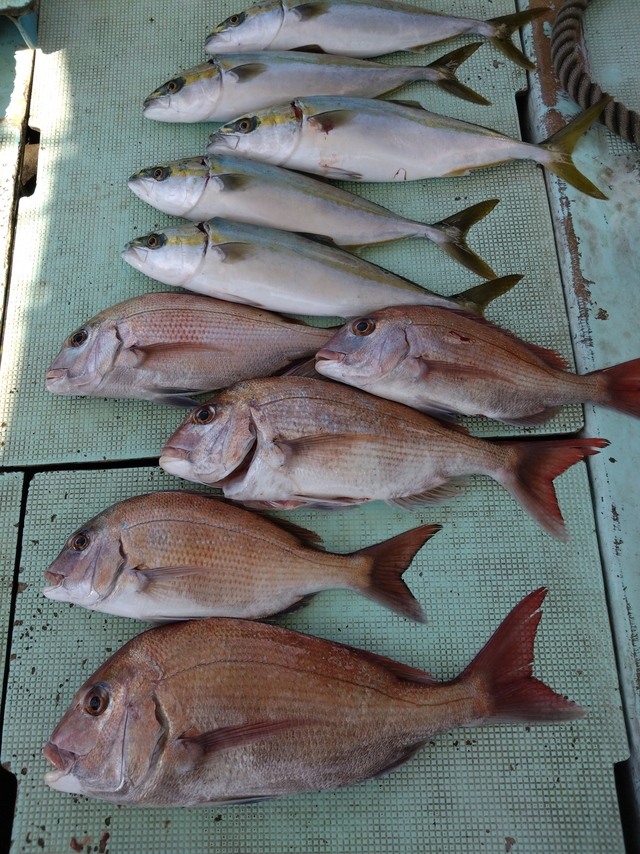 タイ(マダイ)・ハマチ(ブリ)