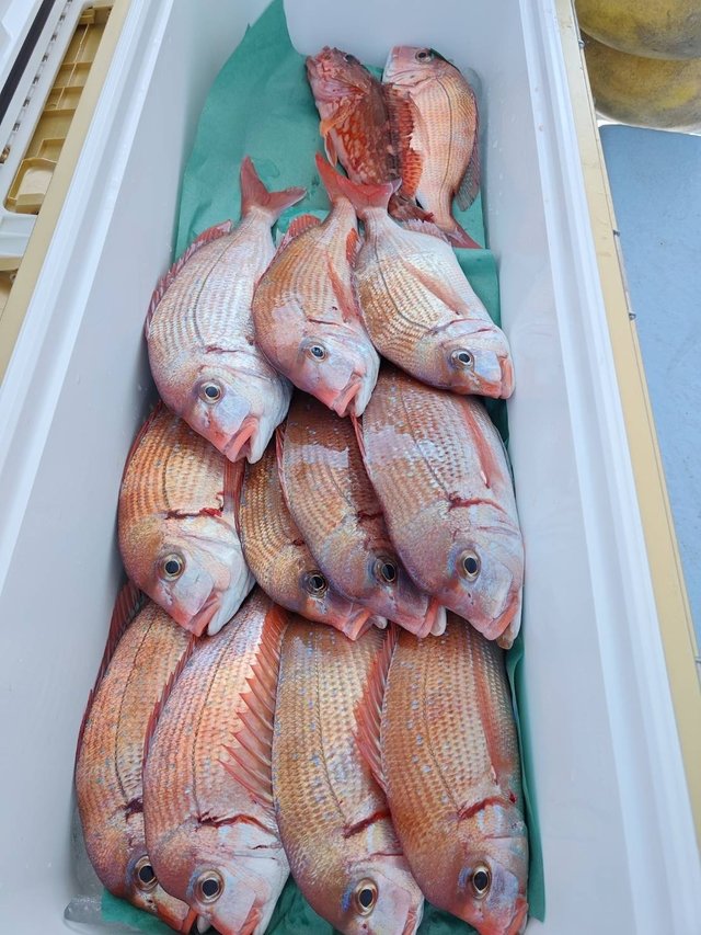 ハナダイ(チダイ)