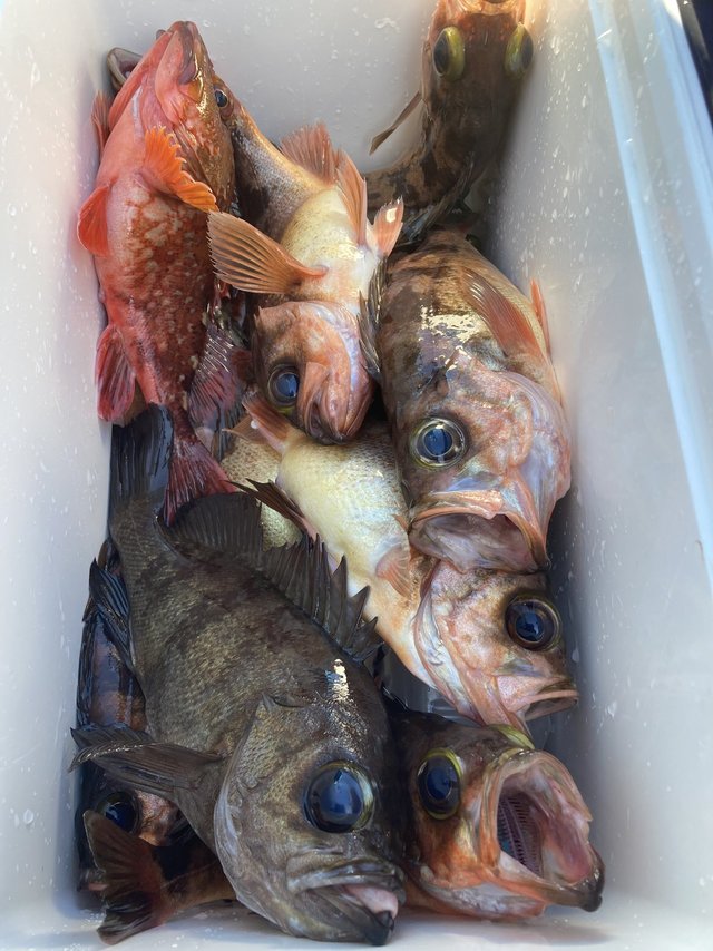 カサゴ・メバル