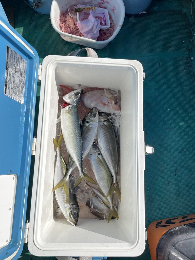 チャリコ(マダイ)・マアジ・サバ(ゴマサバ)