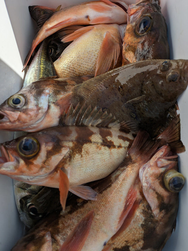 アジ(マアジ)・ウスメバル・サバ(ゴマサバ)