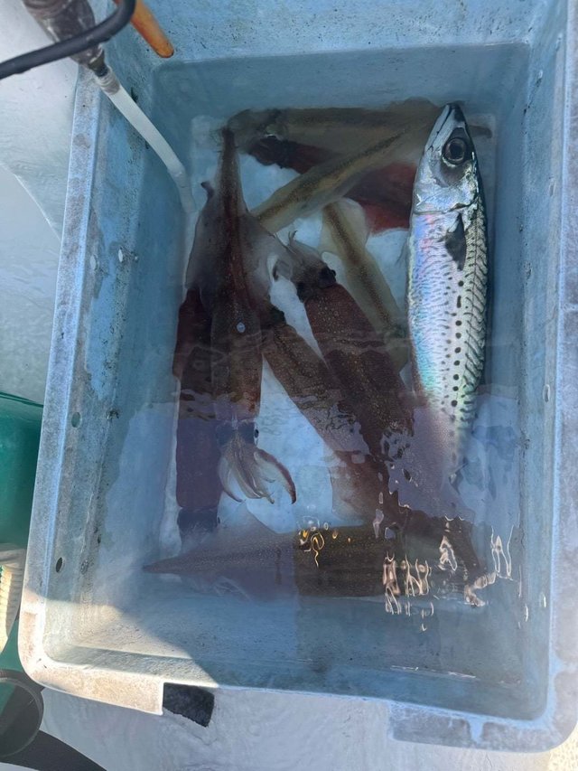 ヤリイカ・サバ(ゴマサバ)