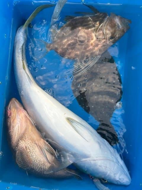 オオモンハタ・ワラサ(ブリ)・ヒラメ・マトウダイ