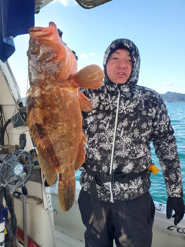 アコウ(キジハタ)