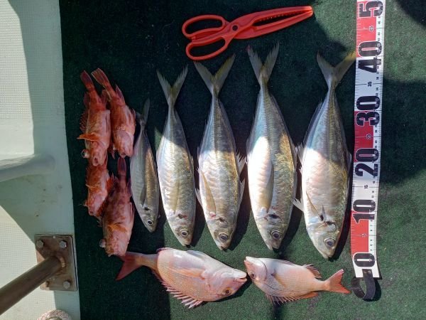 チャリコ(マダイ)・タイ(マダイ)・アジ(マアジ)・ガシラ(カサゴ)