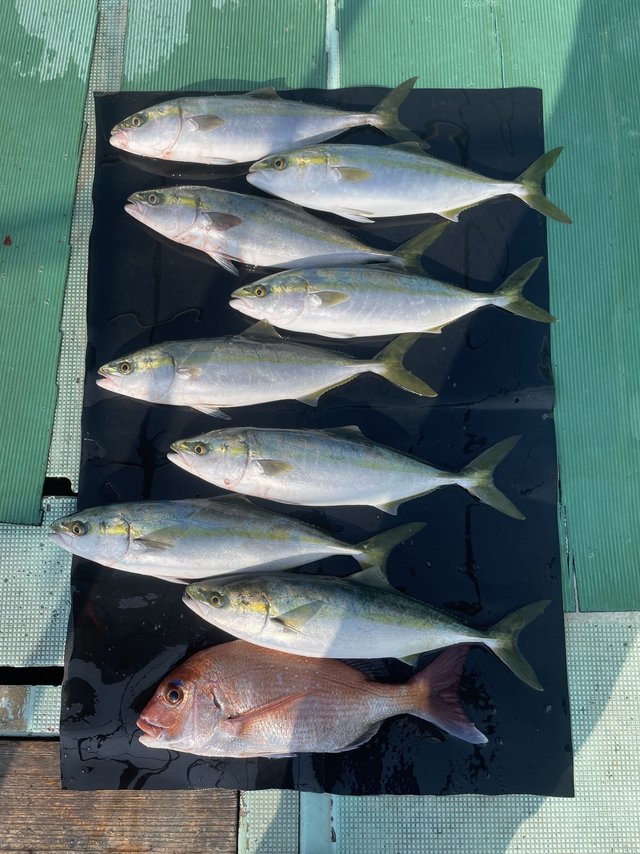 マダイ・ハマチ(ブリ)