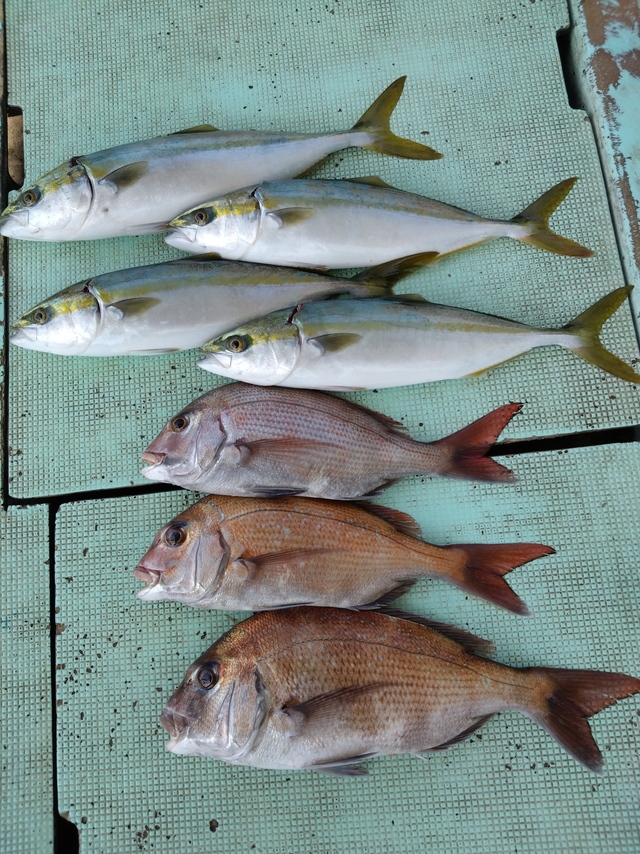 タイ(マダイ)・ハマチ(ブリ)