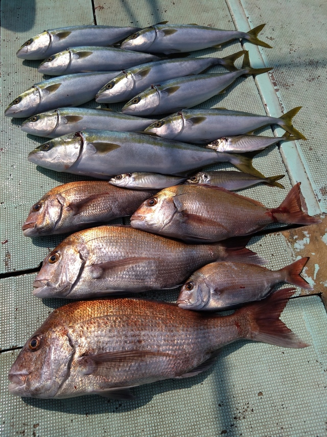 タイ(マダイ)・アジ(マアジ)・ハマチ(ブリ)