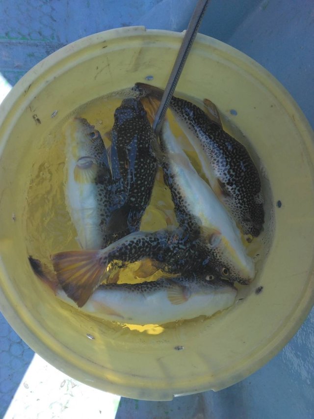 ショウサイフグ