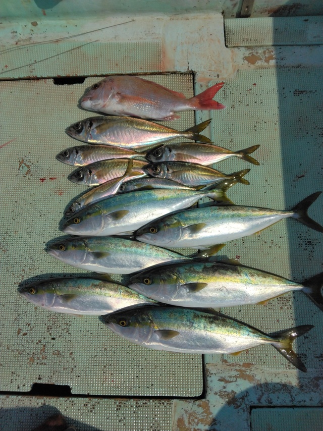 マダイ・マアジ・ツバス(ブリ)