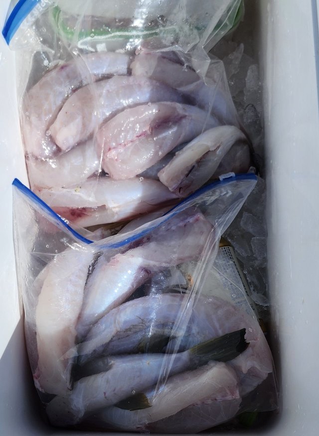 ショウサイフグ