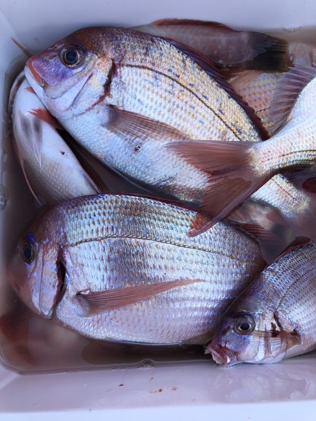 ハナダイ(チダイ)