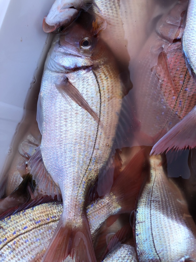 ハナダイ(チダイ)