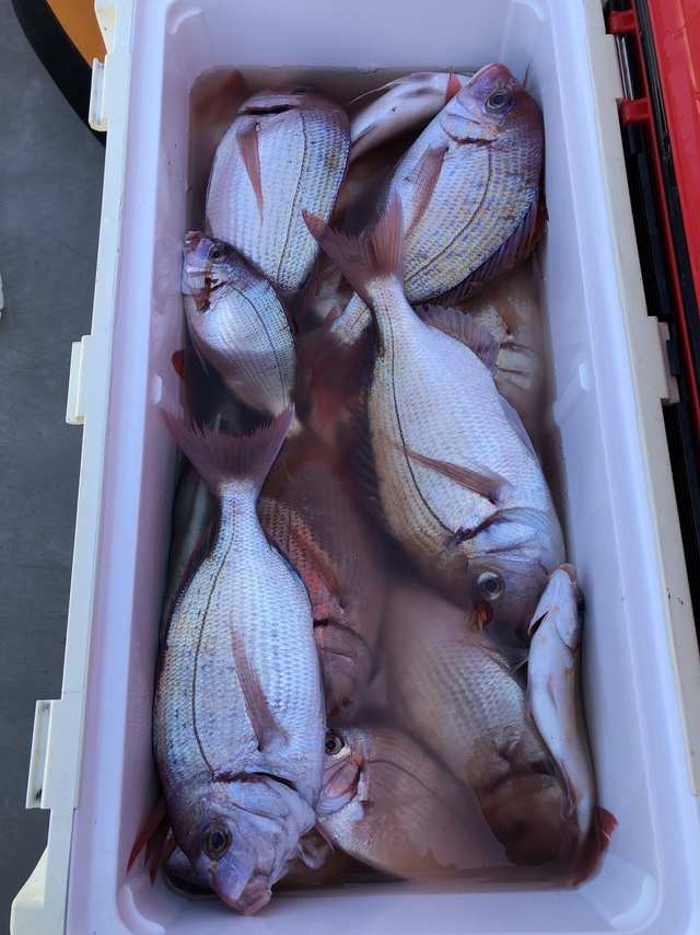 ハナダイ(チダイ)