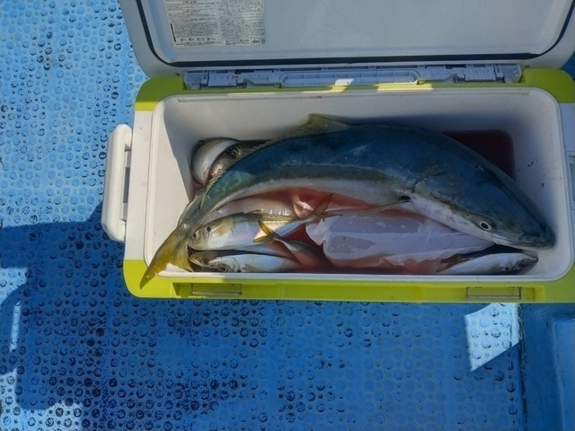 マアジ・ワラサ(ブリ)