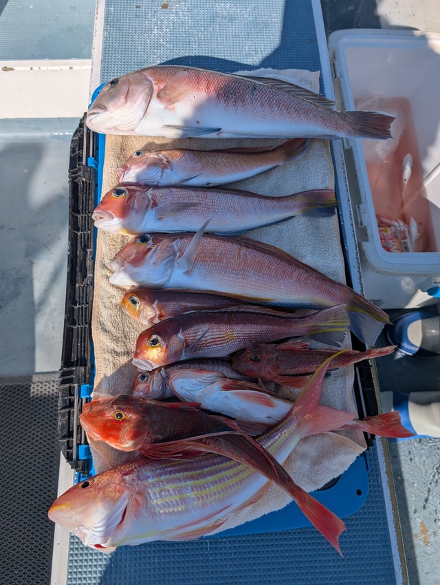 アマダイ(アカアマダイ)