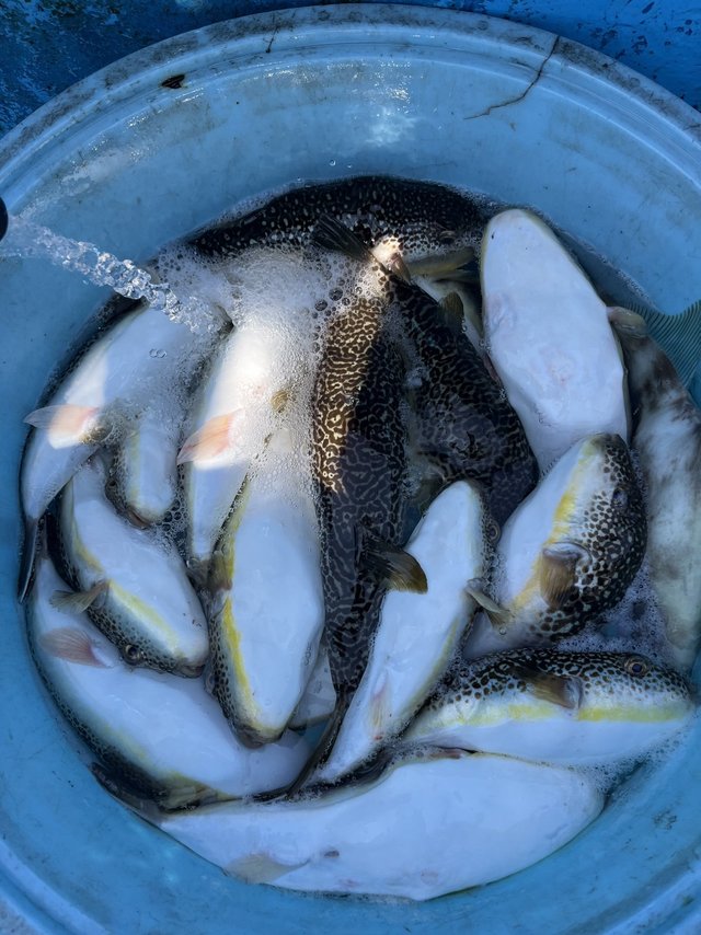 ショウサイフグ