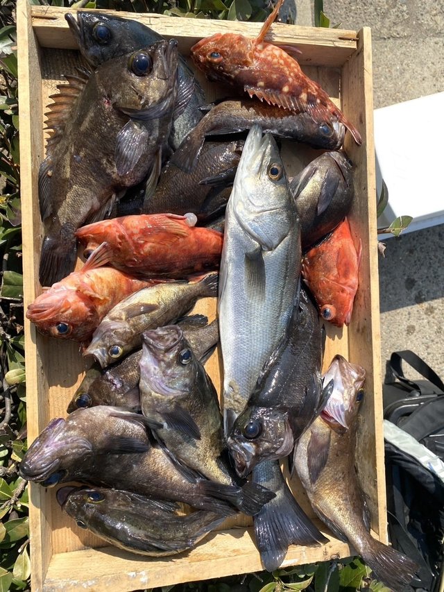 ガシラ(カサゴ)・メバル