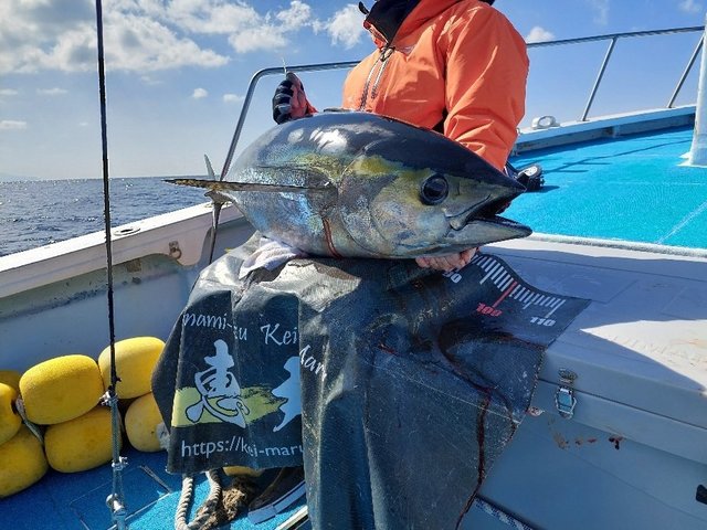 キハダマグロ(キハダ)