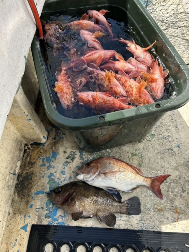 マダイ・クロソイ・アラカブ(カサゴ)