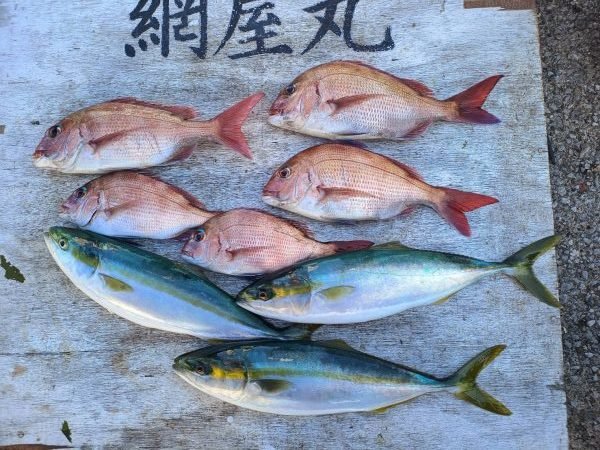 マダイ・イナダ(ブリ)