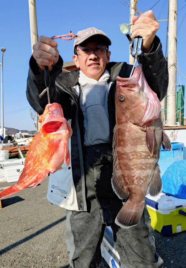 マハタ・カンコ(ウッカリカサゴ)