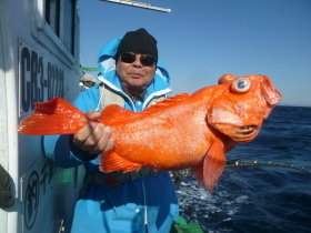 ベニアコウ(オオサガ)