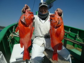 ベニアコウ(オオサガ)