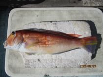 アマダイ(アカアマダイ)