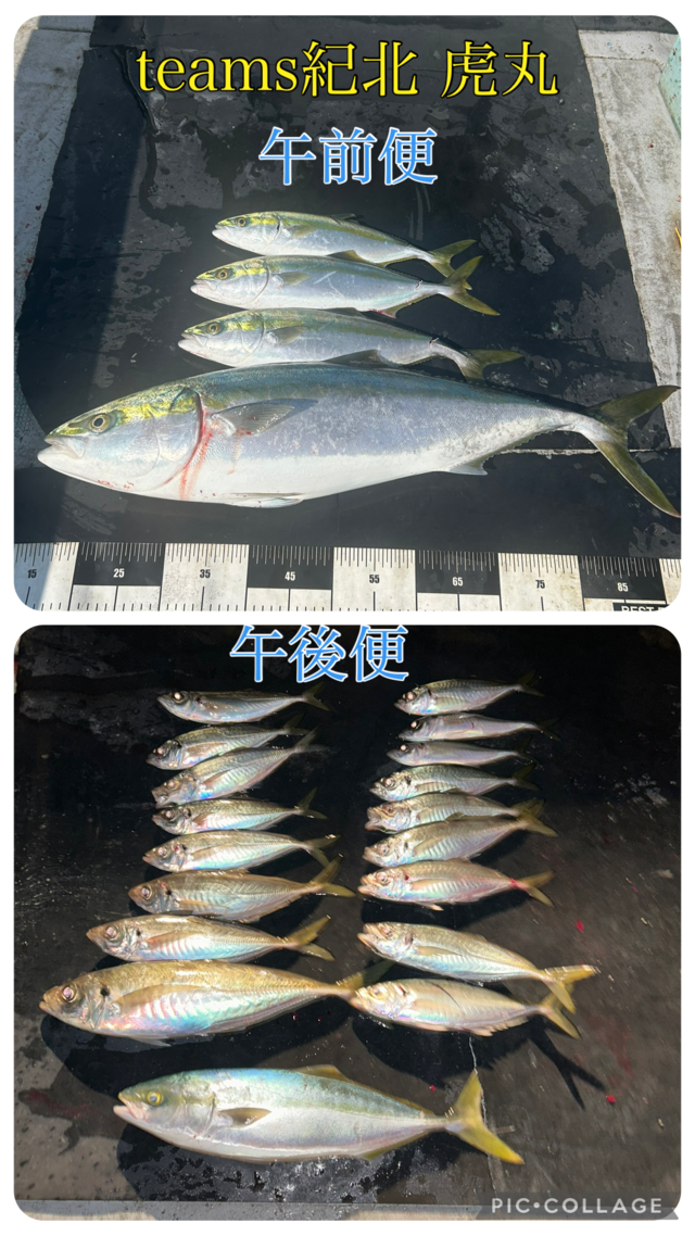 アジ(マアジ)・ブリ・ハマチ(ブリ)