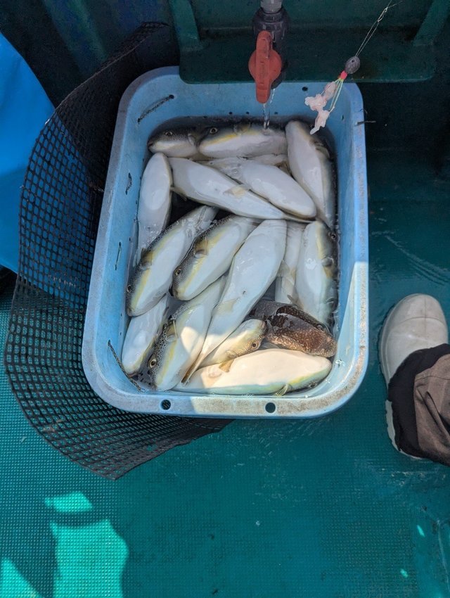 フグ(ショウサイフグ)