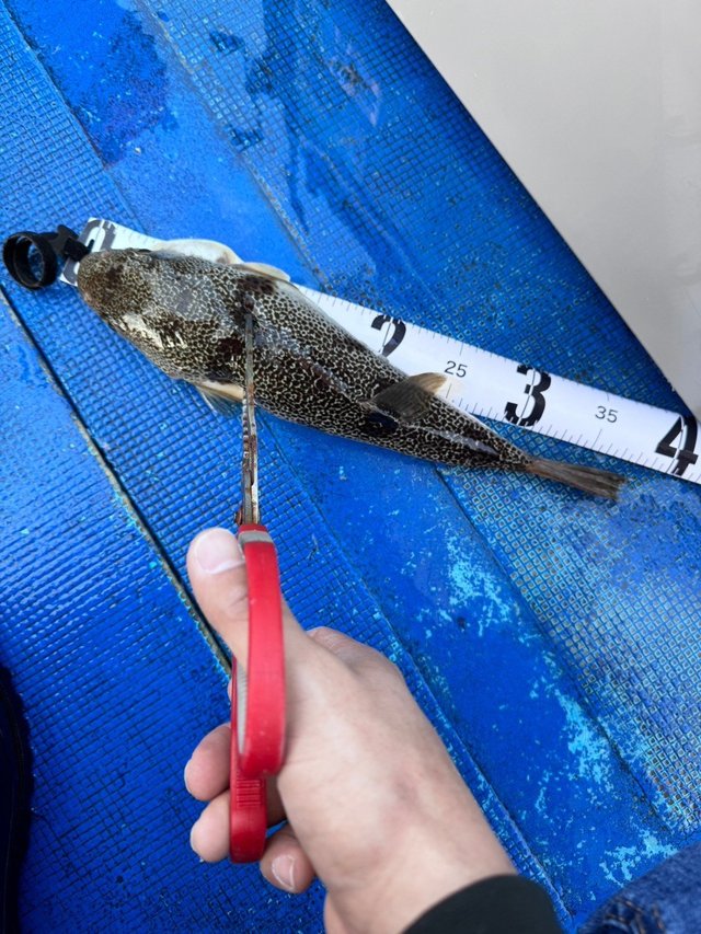 フグ(ショウサイフグ)