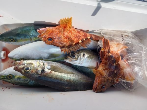 アジ(マアジ)・ツバス(ブリ)・ハマチ(ブリ)・サバ(マサバ)・ガシラ(カサゴ)