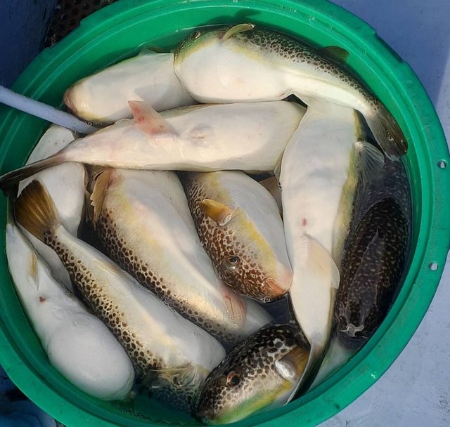 ショウサイフグ