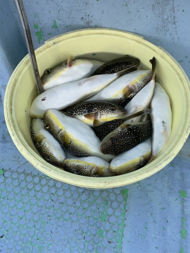 ショウサイフグ