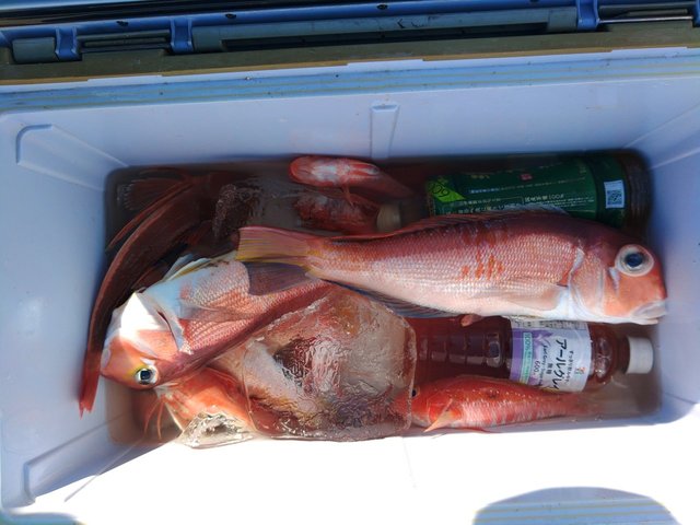 アマダイ(アカアマダイ)