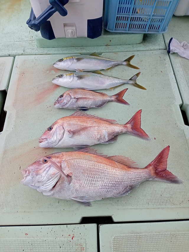 マダイ・ハマチ(ブリ)