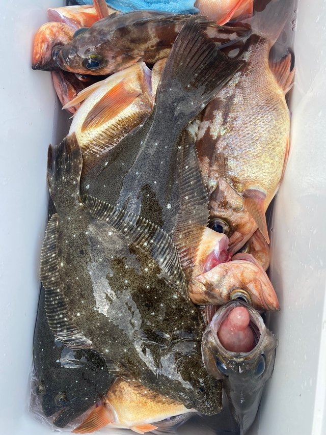 メバル・ヒラメ