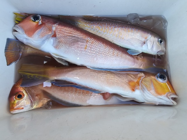 アマダイ(アカアマダイ)