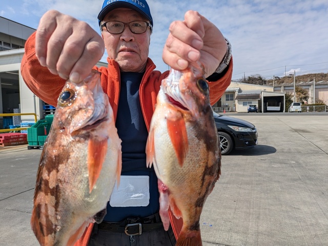 メバル(ウスメバル)