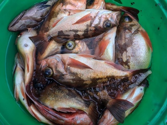 メバル(ウスメバル)