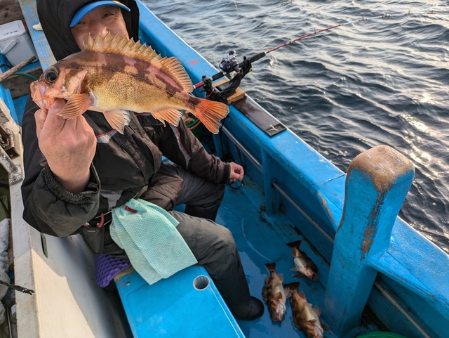 メバル(ウスメバル)