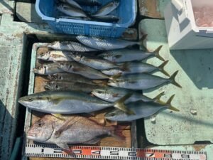 マダイ・マアジ・ハマチ(ブリ)