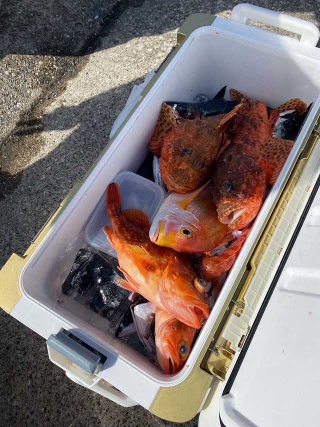 オニカサゴ・カンコ(ウッカリカサゴ)