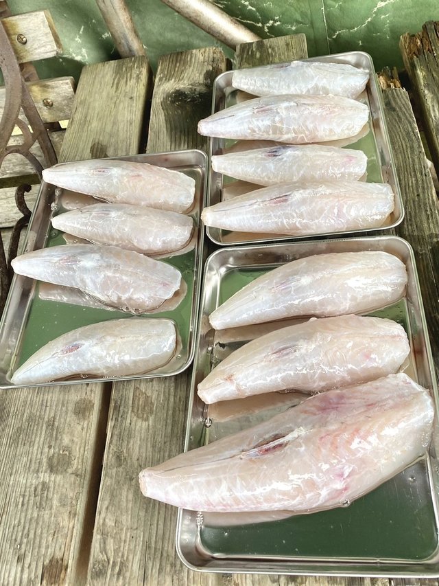 ショウサイフグ