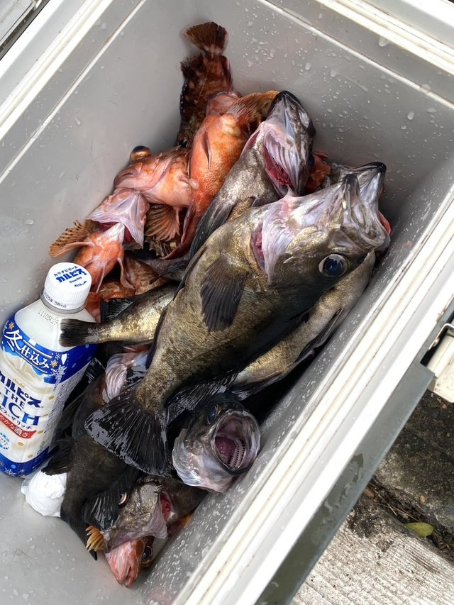 ガシラ(カサゴ)・メバル