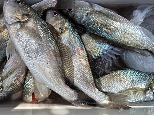 イシモチ(シログチ)